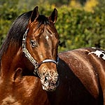 An Impressive Zipper WF An Impressive Zipper WF