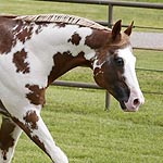 Barscotch Dynamic Leo