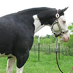 Barscotch Dynamic Zip