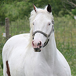 Barscotch Lil Poco Annie