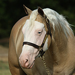 Barscotch Yankee Doodle