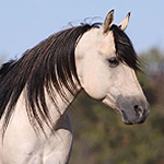 Dusty Little Lena WF Dusty Little Lena WF