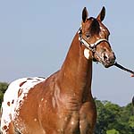 Hickory Dickory Doc WF Hickory Dickory Doc WF