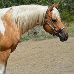 Hickory Three Bars WF Hickory Three Bars WF