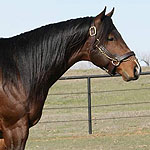 Hickory Three Sock Hickory Three Sock