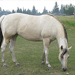 Miss Buttermilk Miss Buttermilk