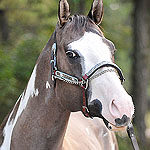 One Whiz Kid WF One Whiz Kid WF