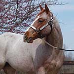 RFR Blue Moon Cash RFR Blue Moon Cash