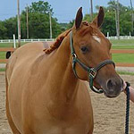 RFR Gee Whiz Cody RFR Gee Whiz Cody