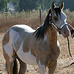 RFR Sheza Double Doozie RFR Sheza Double Doozie