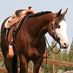 Scribble Me A Queen WF Scribble Me A Queen WF