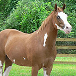 Scribble Me Blue WF Scribble Me Blue WF