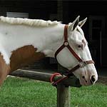 Sunday Cassidy Hi Sunday Cassidy Hi