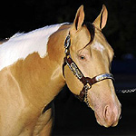 Taste The Champagne Taste The Champagne